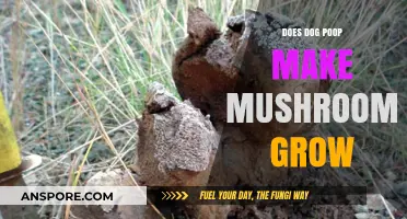 Can Dog Poop Fertilize Mushrooms? Exploring the Surprising Connection