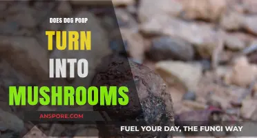 Dog Poop: Fertile Ground for Mushrooms?