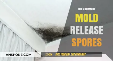 Can Dormant Mold Still Release Spores? Uncovering the Hidden Risks