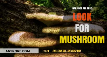 Mushroom Use: Will a DOT Drug Test Detect It?