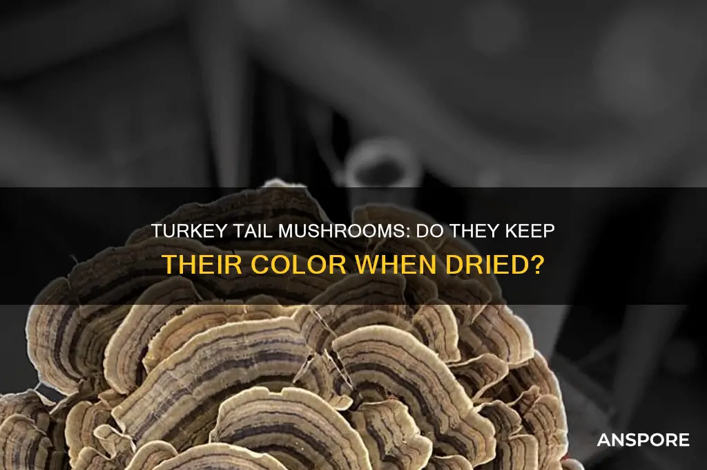 does dried turkey tail mushroom keep color