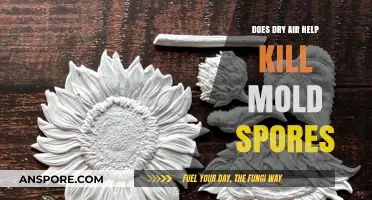 Dry Air's Role in Eliminating Mold Spores: Fact or Fiction?