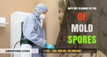 Can Dry Cleaning Effectively Eliminate Mold Spores from Your Clothes?