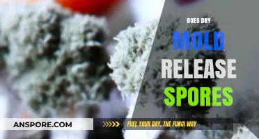 Does Dry Mold Still Release Spores? Uncovering the Hidden Risks
