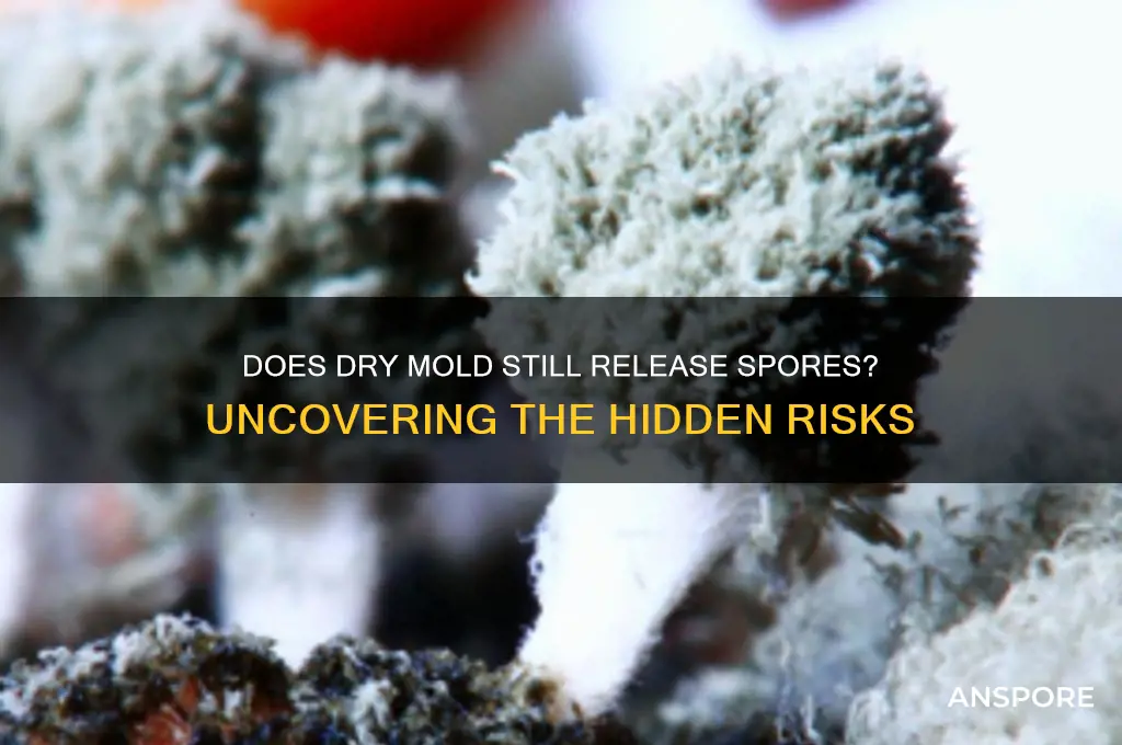 does dry mold release spores