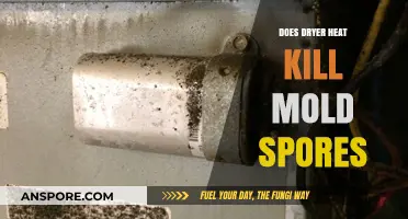 Can Dryer Heat Effectively Eliminate Mold Spores in Your Laundry?