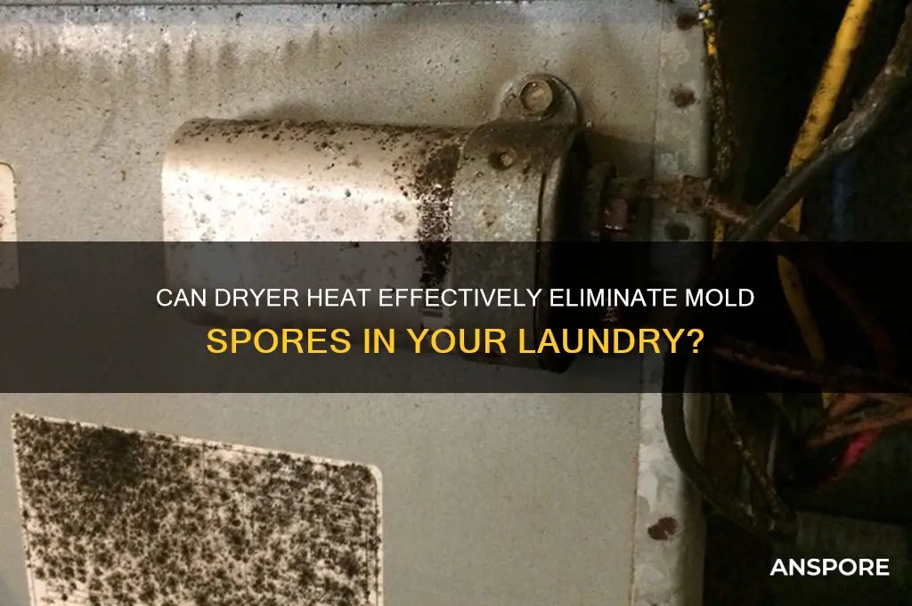 does dryer heat kill mold spores