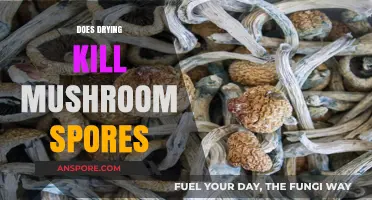Drying Mushrooms: Does It Kill Their Spores?