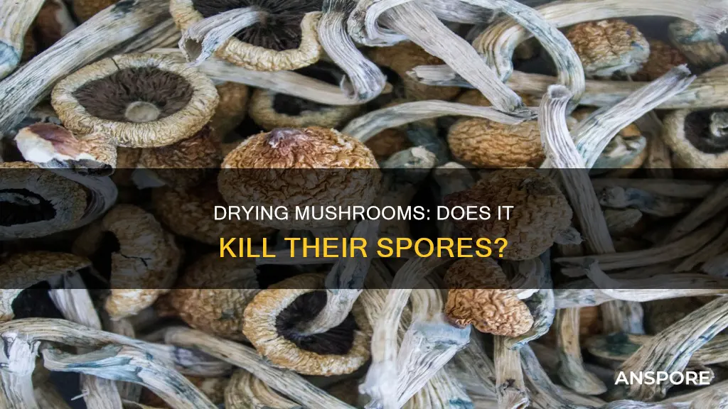 does drying kill mushroom spores
