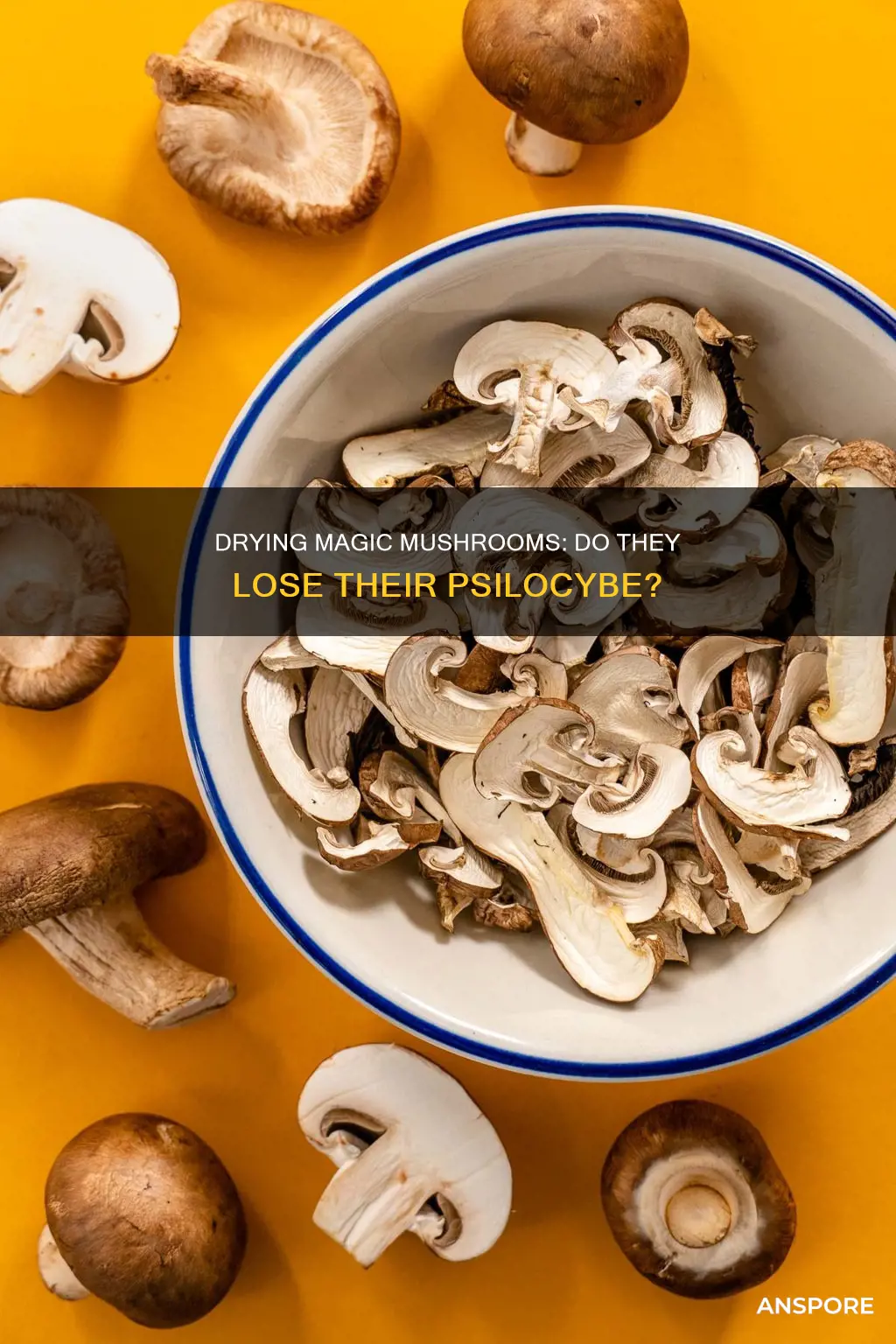 does drying mushrooms lose psilocybe
