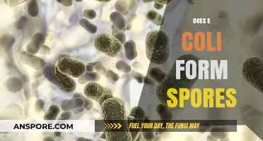 Does E. Coli Form Spores? Unraveling the Bacterial Survival Myth