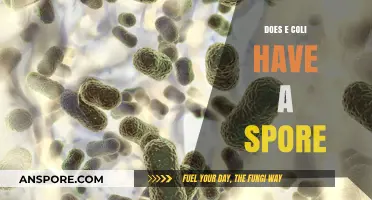 Does E. Coli Form Spores? Unraveling the Bacterial Survival Myth