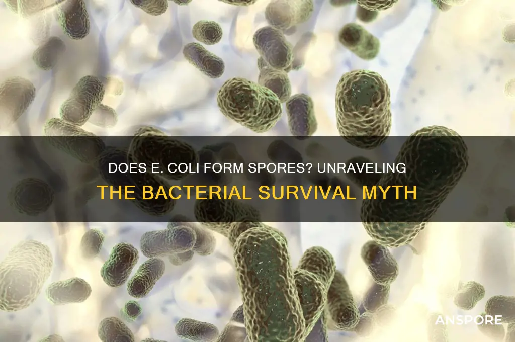does e coli have a spore