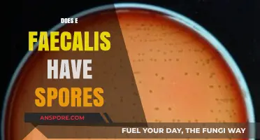 Does E. Faecalis Form Spores? Unraveling the Truth and Implications