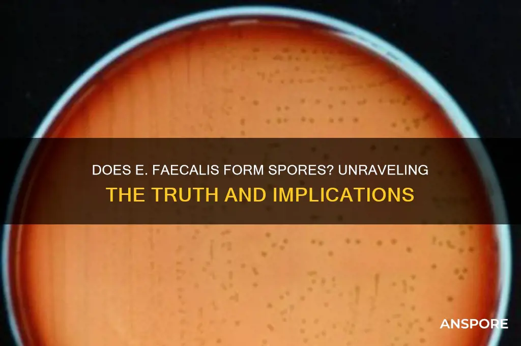 does e faecalis have spores