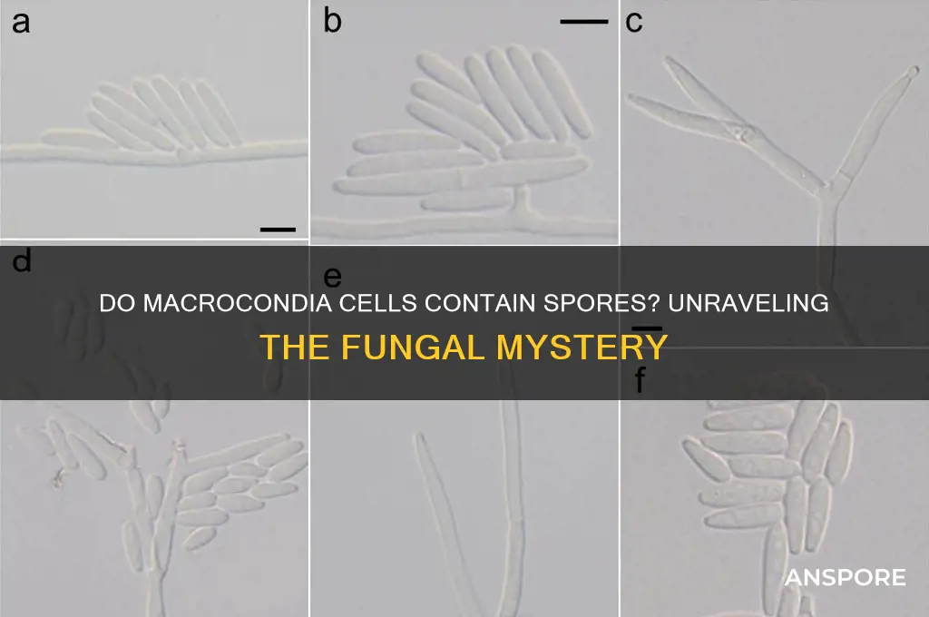 does each cell in macrocondia contain spores