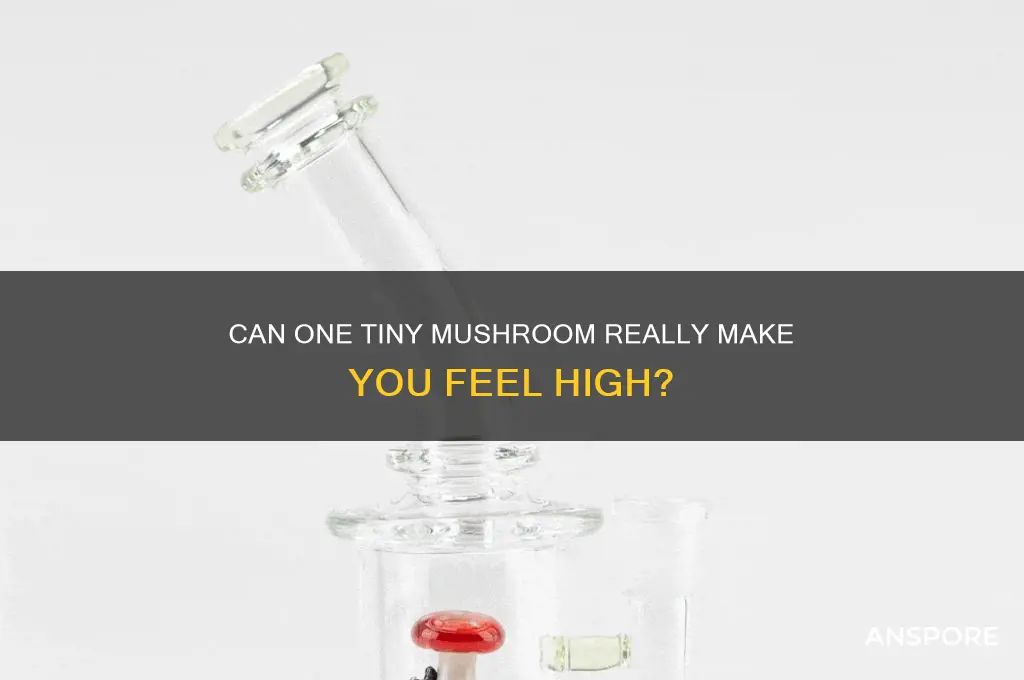 does eating 1 small mushroom get hight