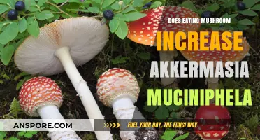 Can Mushrooms Boost Akkermansia Muciniphila in Your Gut Microbiome?