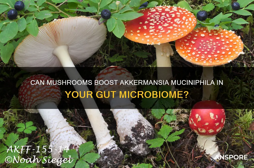 does eating mushroom increase akkermasia muciniphela