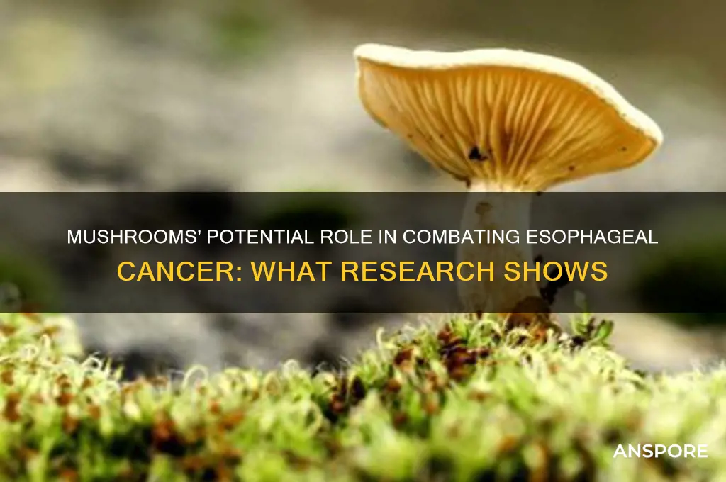 does eating mushrooms help fight esophageal cancer