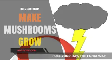 Electricity's Role in Mushroom Cultivation: Fact or Fiction?