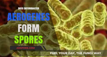 Does Enterobacter Aerogenes Form Spores? Unraveling the Microbial Mystery