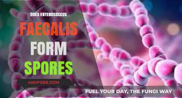 Does Enterococcus Faecalis Form Spores? Unraveling the Bacterial Mystery