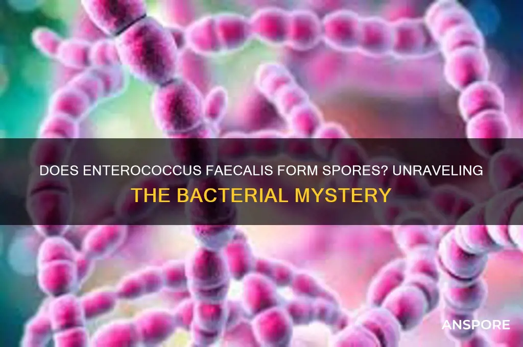 does enterococcus faecalis form spores