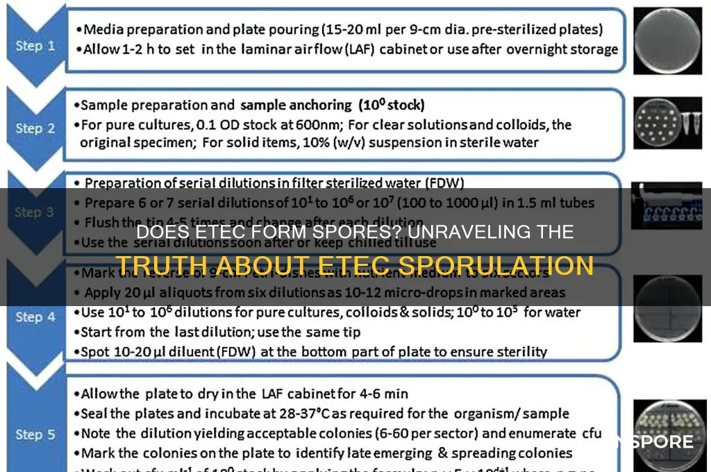 does etec produce spores