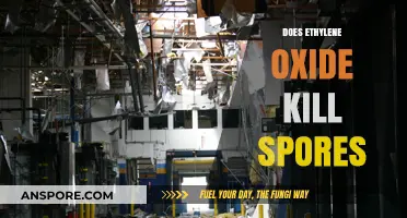 Does Ethylene Oxide Effectively Kill Spores? A Comprehensive Analysis