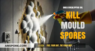 Can Eucalyptus Oil Effectively Eliminate Mould Spores in Your Home?