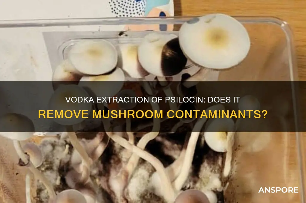 does extracting psilocin from mushrooms using vodka eliminate contaminants
