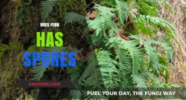 Do Ferns Have Spores? Unveiling Their Unique Reproduction Process