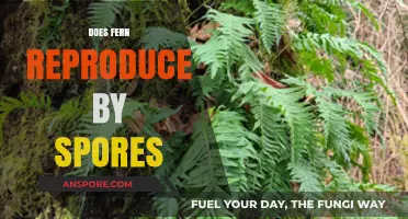 How Do Ferns Reproduce? Unveiling the Role of Spores in Their Life Cycle