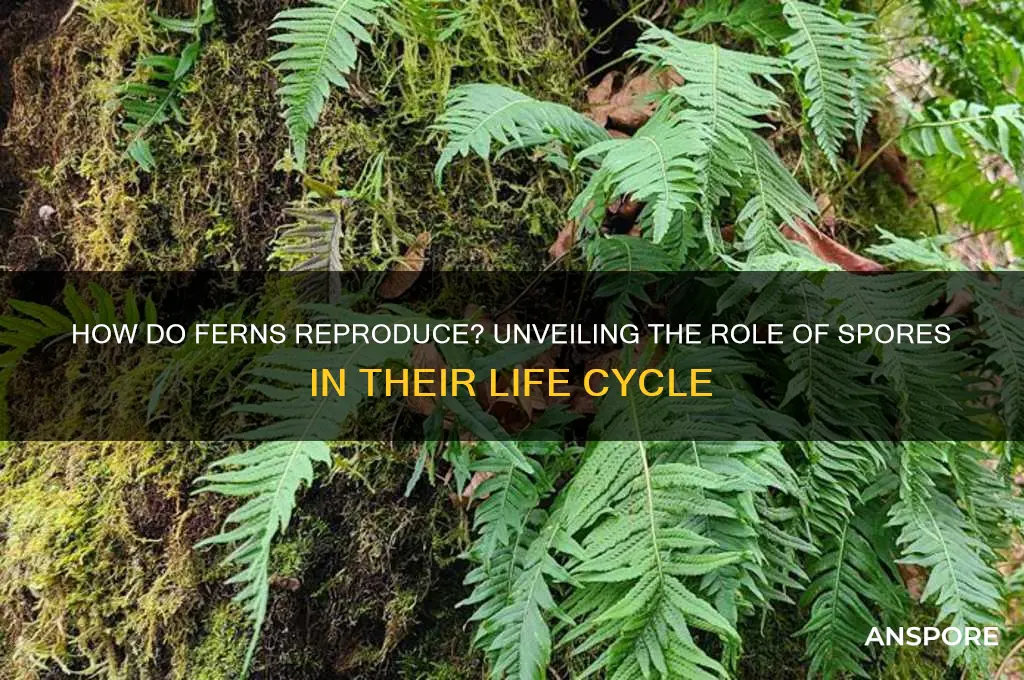 does fern reproduce by spores