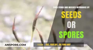 Ferns and Mosses: Seedless Wonders Reproducing Through Spores
