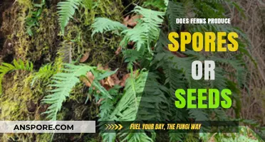 Do Ferns Produce Spores or Seeds? Unraveling Their Unique Reproduction