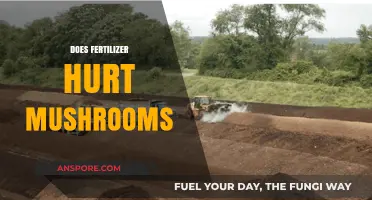 Fertilizer and Mushrooms: A Dangerous Mix?