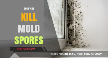 Can Fire Effectively Eliminate Mold Spores? Facts and Insights