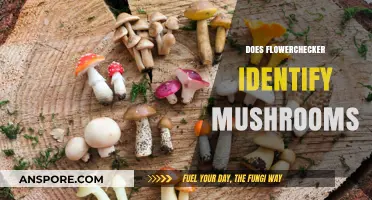 Flowerchecker: Your Mushroom Identification Friend