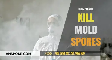 Fogging for Mold: Does It Effectively Eliminate Spores?