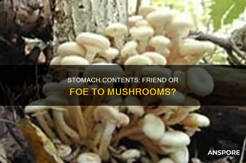 does food in my stomace effect mushrooms
