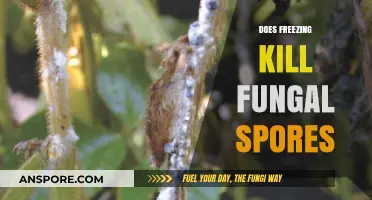 Freezing and Fungal Spores: Does Cold Temperatures Kill or Preserve Them?