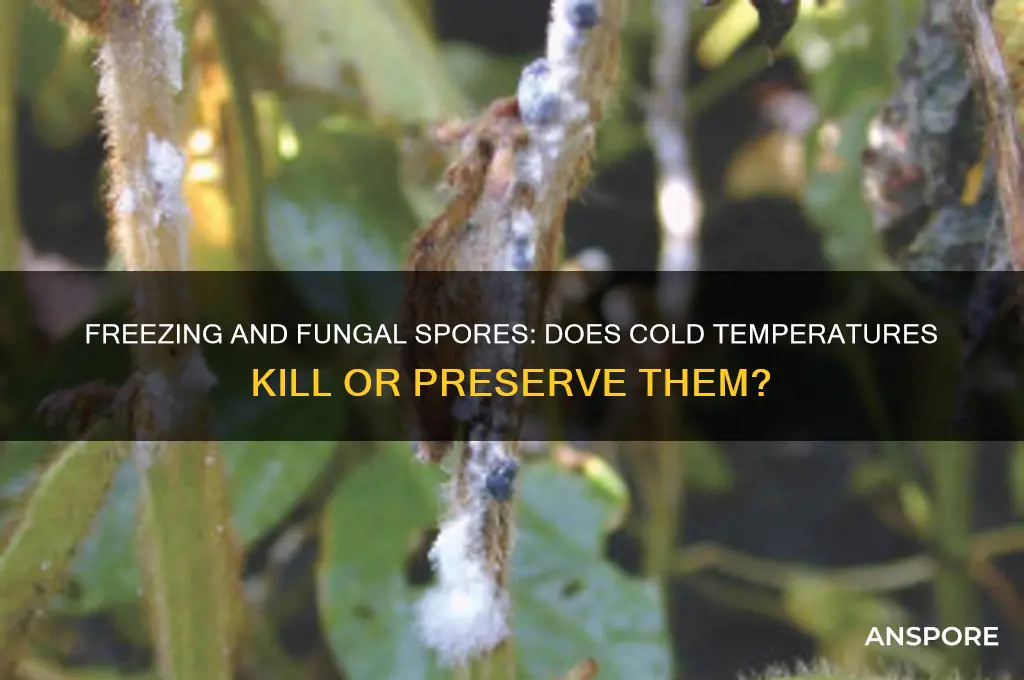 does freezing kill fungal spores