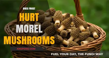 Frost's Impact on Morel Mushrooms: Harmful or Harmless?