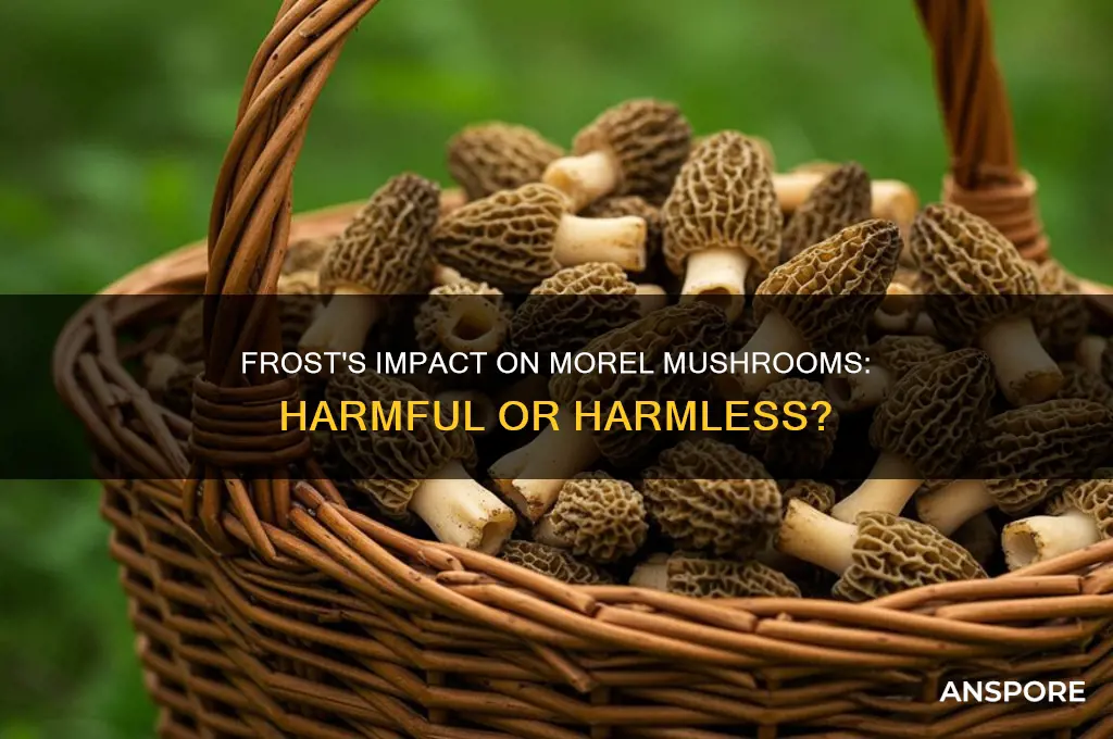 does frost hurt morel mushrooms
