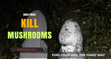 How Frost Affects Mushrooms: A Survival Guide