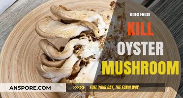Will Frost Kill Oyster Mushrooms?