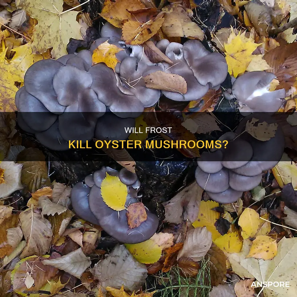 does frost kill oyster mushrooms