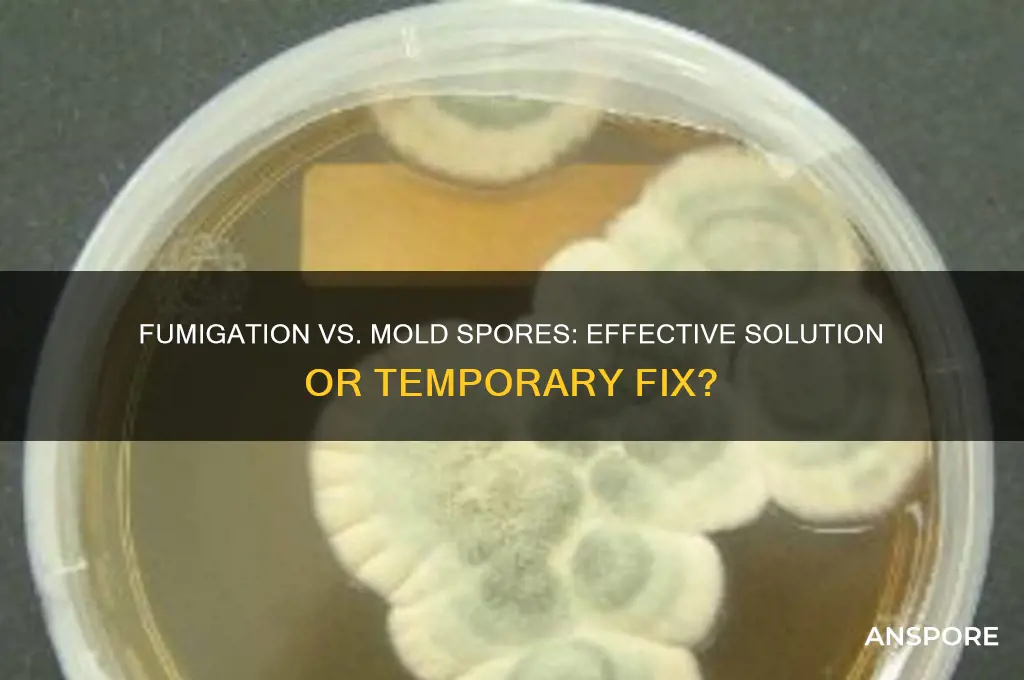 does fumigation kill mold spores